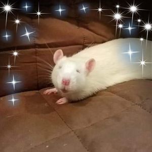 Meet your Posher, Vickie